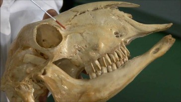 Esqueleto de la cara en bóvidos y cánidos