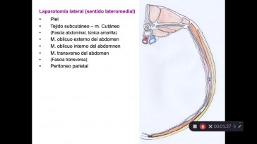 Tema 10 Laparatomía lateral en bóvidos. Planos anatómicos secuencias