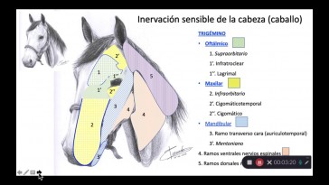 Tema 7 Inervación sensible de la cabeza del caballo
