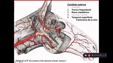 Tema 7 Vascularización arterial de la cabeza: musculatura masticadora y facial