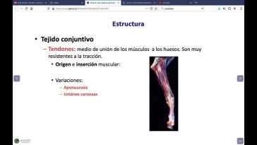 Tema 3. Músculos del aparato locomotor: músculo estriado esquelético y tejido conectivo