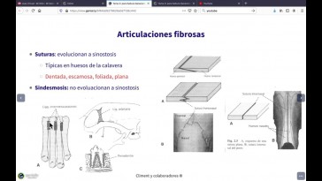 Tema 3 Articulaciones fibrosas y cartilaginosas