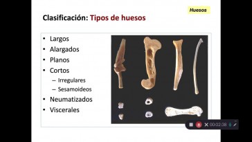 Tema 3 Tipos de huesos