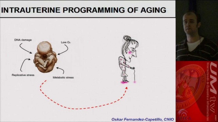 La programación intrauterina del envejecimiento