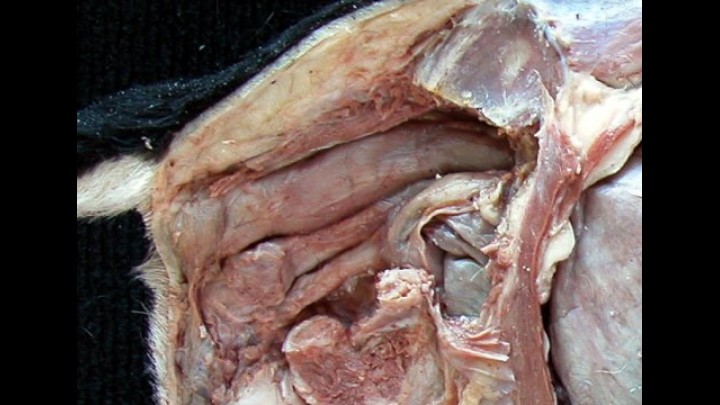 Anatomía de las glándulas mamarias en pequeños rumiantes