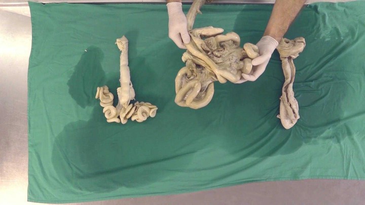 Anatomía del aparato reproductor de la cerda