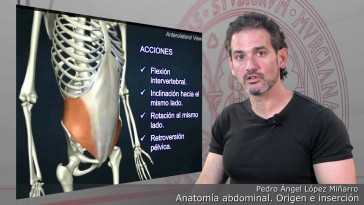 Anatomía abdominal. Origen, inserción y acciones