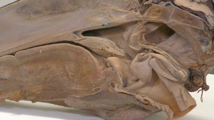 Estructuras anatómicas del plano sagital medio de la cabeza del caballo (II).