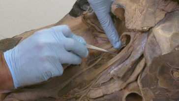 Estructuras anatómicas del plano medio de la cabeza del caballo.