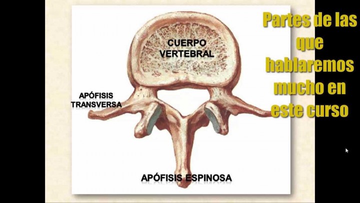 Conceptos básicos de anatomía de la columna vertebral