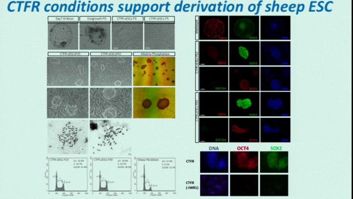Bovine embryonic stem cells potential for in vitro gamete production. Dr. Pablo J Ross