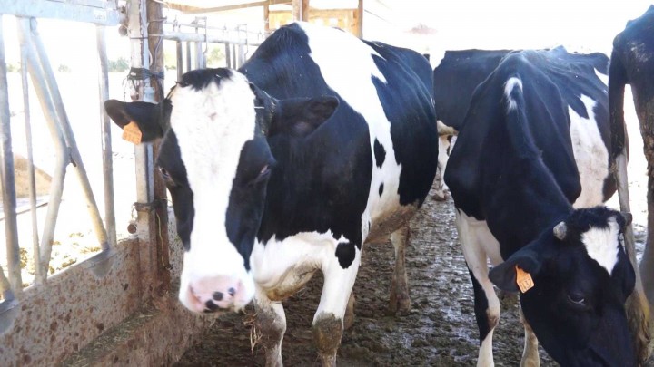 Hoy te hablamos de un nueva investigación que permite mejorar el ordeño de las vacas