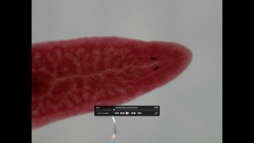 Vídeo 02 - Observación turbelario in toto (microscopio)