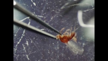 Vídeo 13 - Extracción ala mosca pequeña (estereomicroscopio)