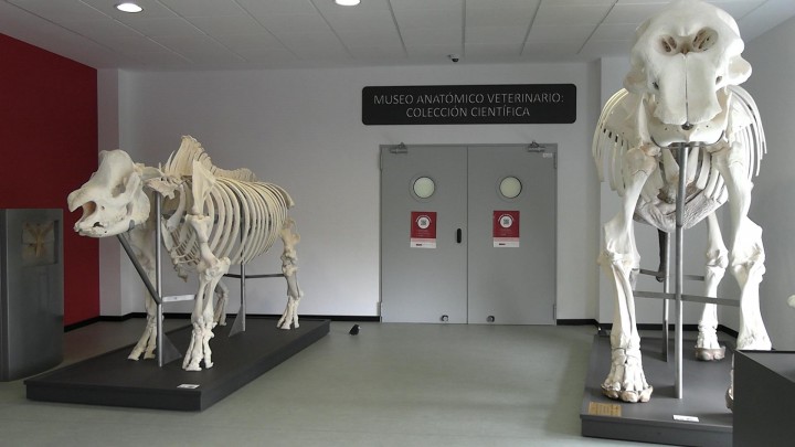 Inauguración de la Colección Científica del Museo Anatómico Veterinario