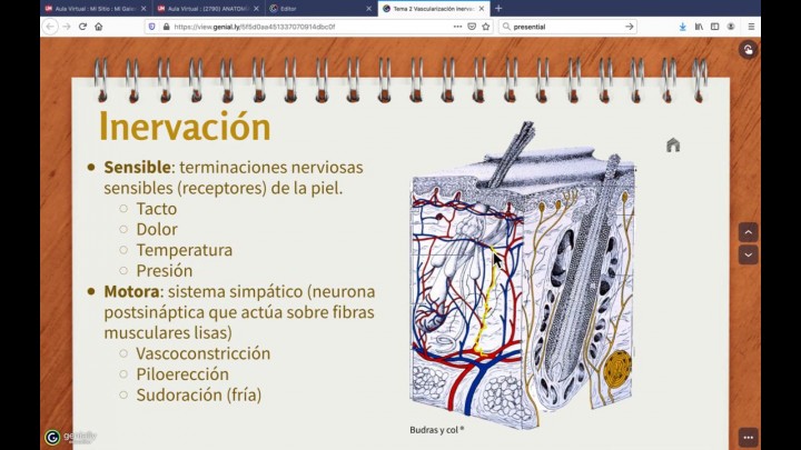 Tema 2. Vascularización e inervación de la piel. Regiones naturales
