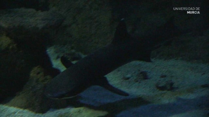 Nace el primer tiburón vivíparo en el acuario de la Universidad