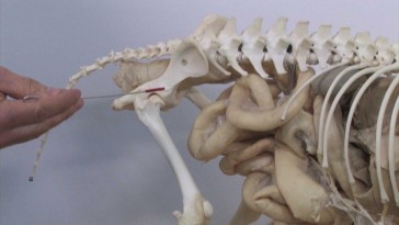 Esqueleto del miembro pelviano en cánidos: hueso coxal