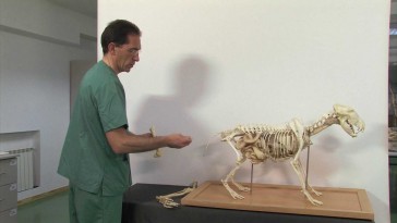 Esqueleto del miembro pelviano en cánidos: fémur