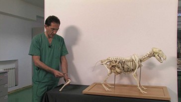 Esqueleto del miembro pelviano en cánidos: tibia y peroné