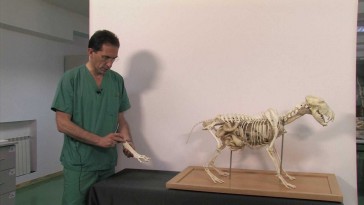 Esqueleto del miembro pelviano en cánidos: tarso, metatarso y falanges