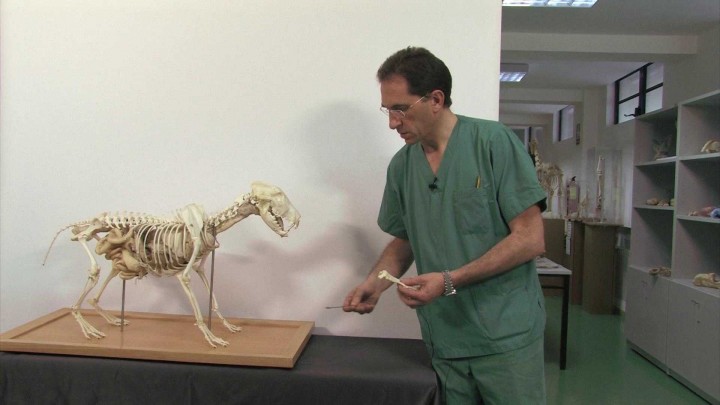 Esqueleto del miembro torácico en cánidos: carpo, metacarpo y falanges de la mano