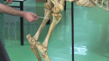 Esqueleto del miembro pelviano en équidos: tibia y peroné