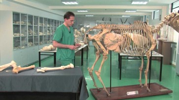 Esqueleto del miembro pelviano en équidos: tarso, metatarso y falanges del pie