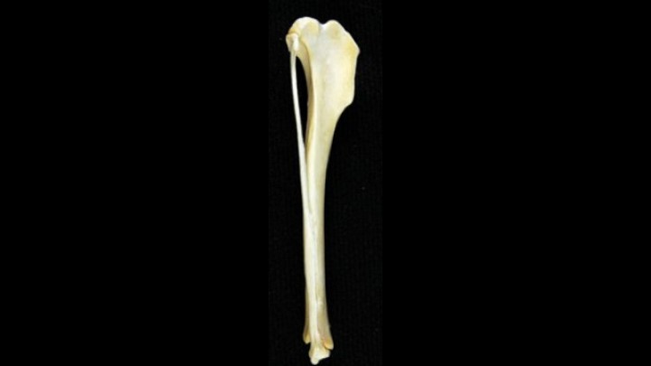 Esqueleto del miembro pelviano en cánidos: aspectos generales