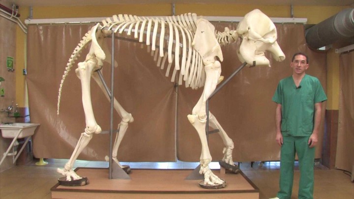 Esqueleto elefante