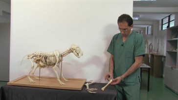 Esqueleto del miembro torácico en cánidos: húmero