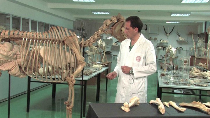 Esqueleto del miembro torácico en équidos: húmero