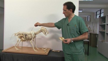 Esqueleto del miembro torácico en cánidos: escápula