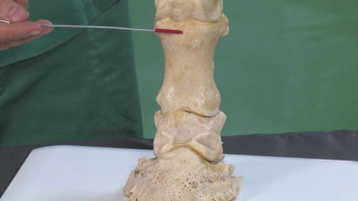 Esqueleto del miembro torácico en équidos: falanges de la mano