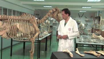 Esqueleto del miembro torácico en équidos: radio y cúbito
