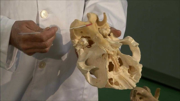 Horse Head Skeleton: The Ventral Surface of the Cranium