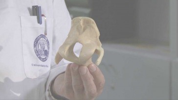 Horse Head Skeleton: The Roof of the Cranium