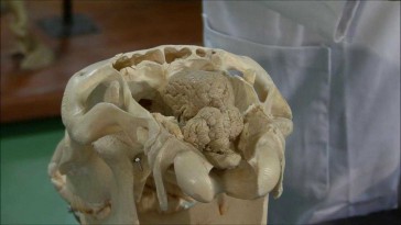 Horse Head Skeleton: The Cranium Cavity