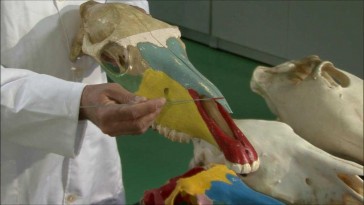 Horse Head Skeleton: The Facial Skeleton