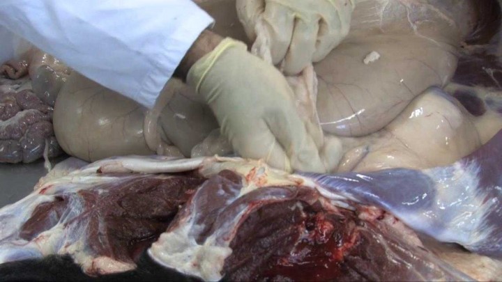 Extracción del paquete gastrointestinal: ligadura y corte del cardias, recto y píloro